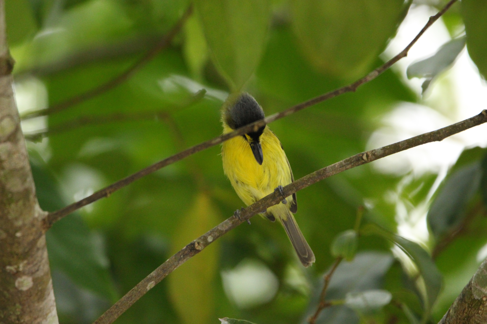 Yellow-lored Tody-Flycatcher (Todirostrum poliocephalum), photo 2