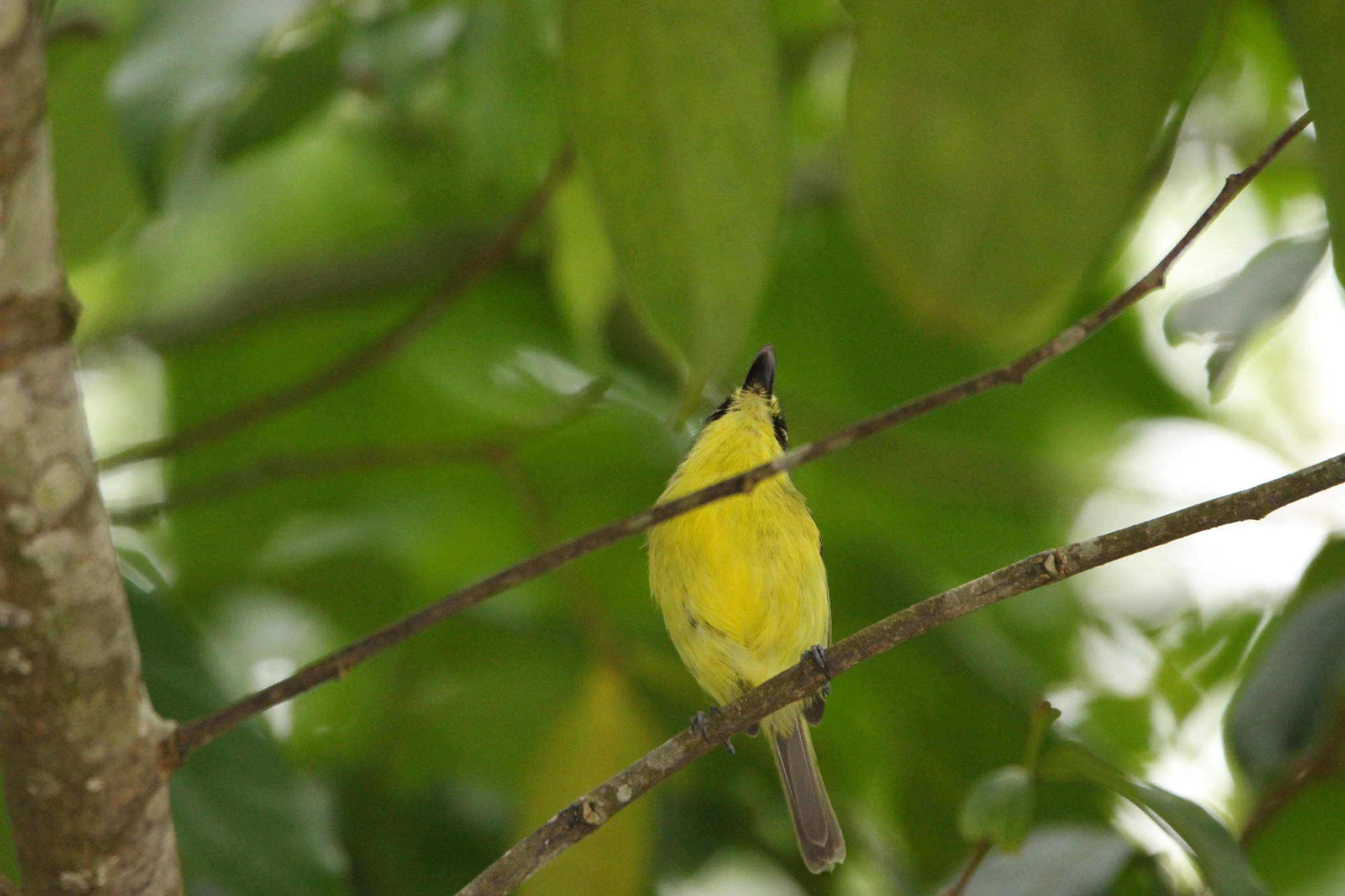 Yellow-lored Tody-Flycatcher (Todirostrum poliocephalum), photo 4
