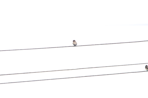 Southern Rough-winged Swallow (Stelgidopteryx ruficollis), photo 6
