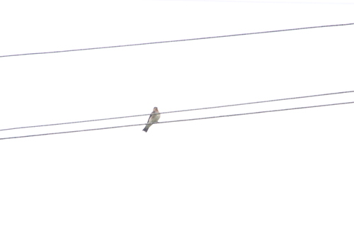 Southern Rough-winged Swallow (Stelgidopteryx ruficollis), photo 7