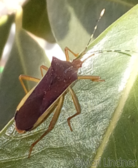Anasa varicornis