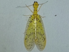 Chloronia mirifica