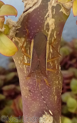 Anasa varicornis