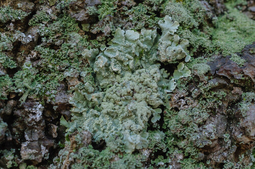 Gewöhnliche Gelbschüsselflechte