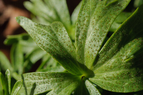 Weißer Winterling-Steinobstrost