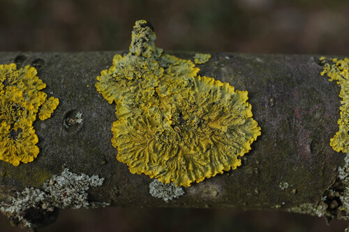 Gewöhnliche Gelbflechte