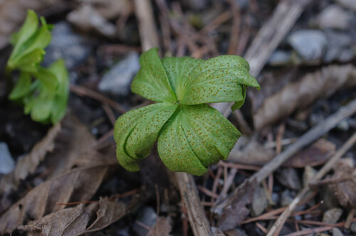 Weißer Winterling-Steinobstrost