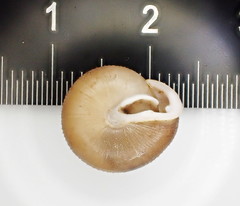 Inflectarius inflectus