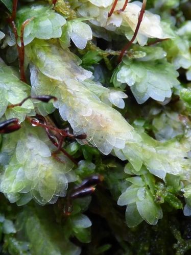 Shining Hookeria
