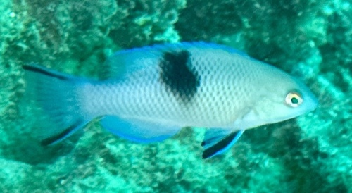 Bodianus speciosus