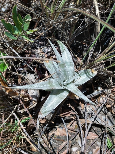 Dyckia braunii