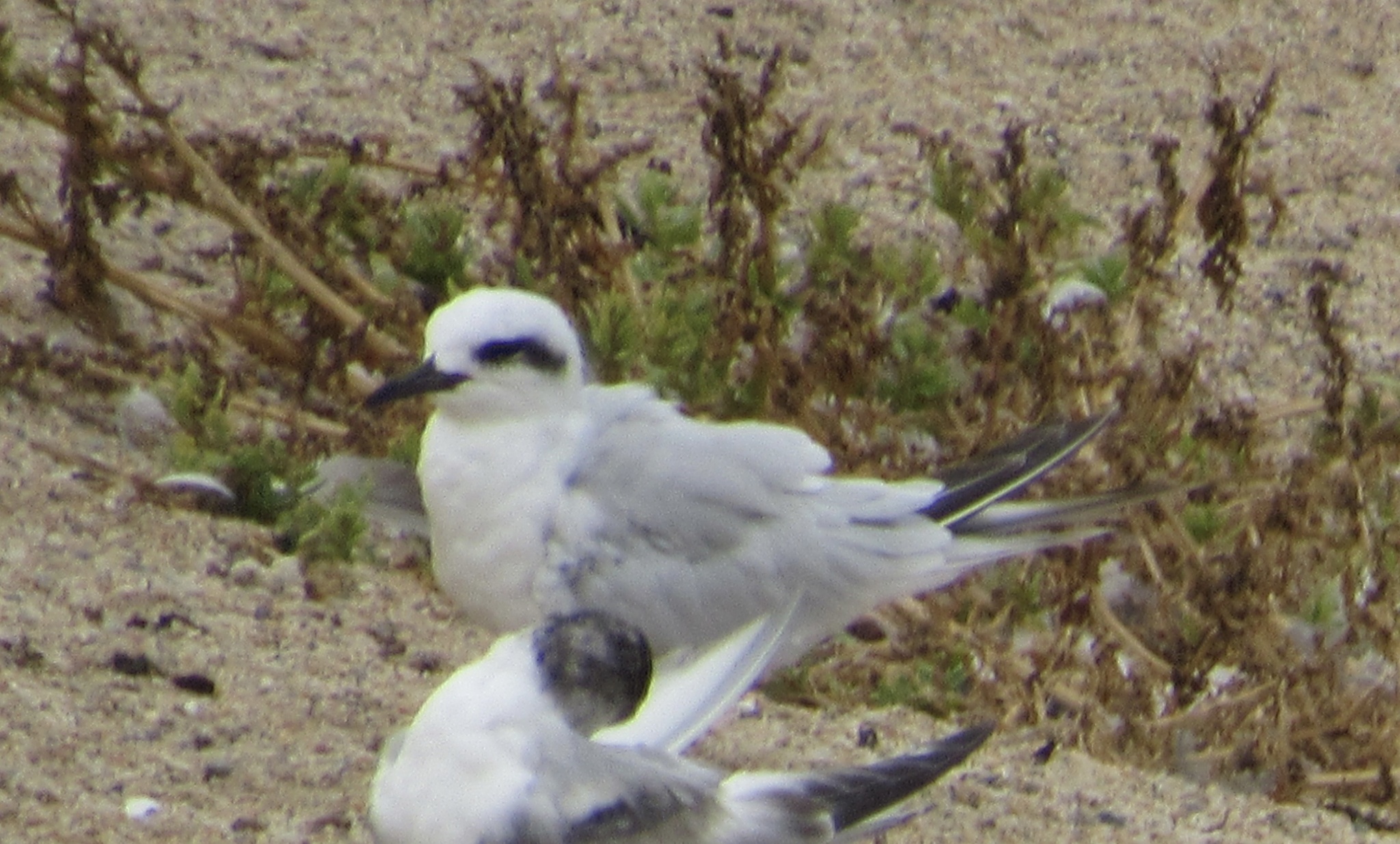Snowy-crowned Tern (Sterna trudeaui), photo 6