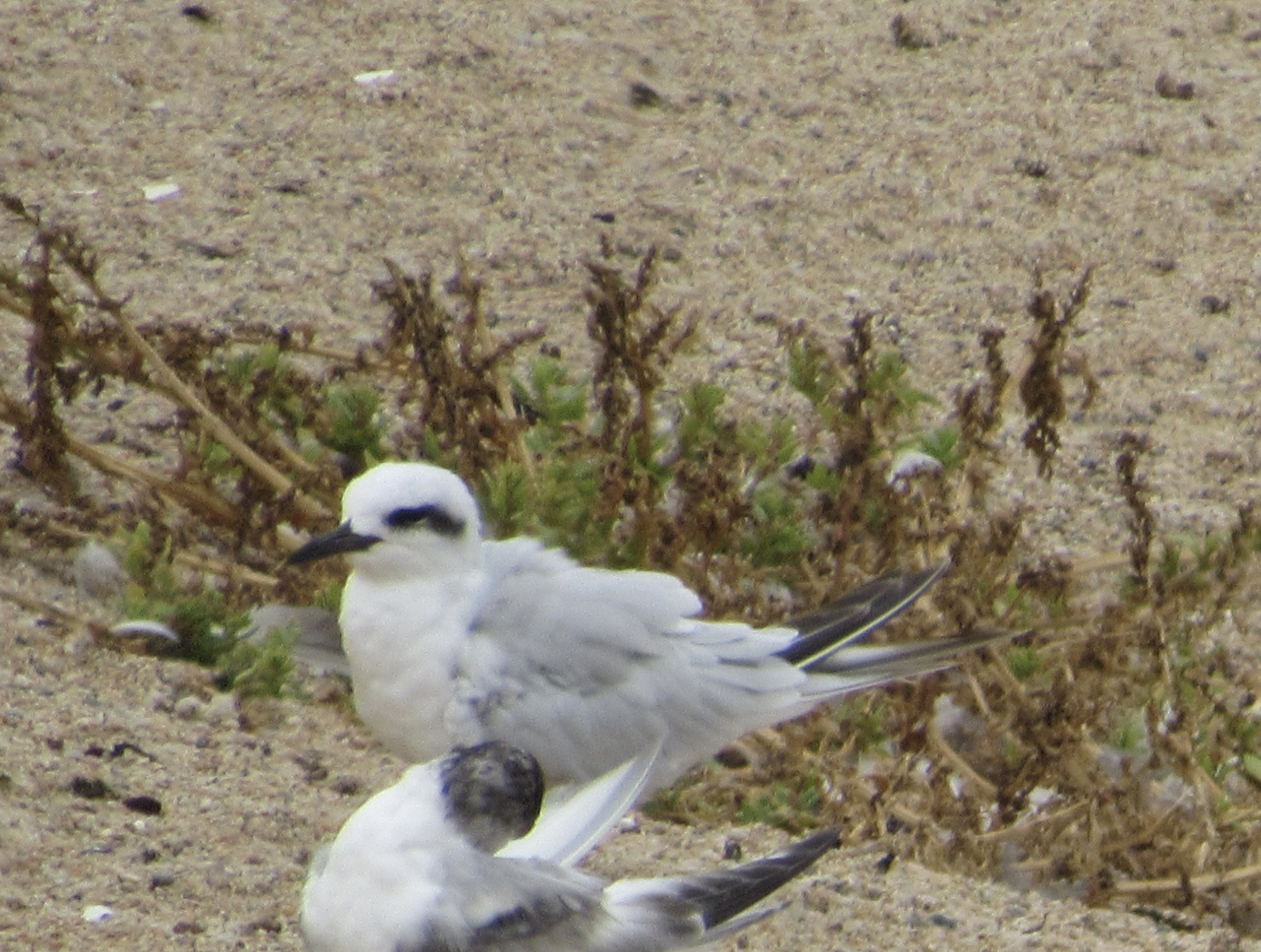 Snowy-crowned Tern (Sterna trudeaui), photo 7