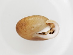 Inflectarius inflectus