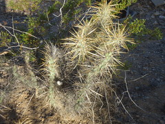 Cylindropuntia molesta molesta