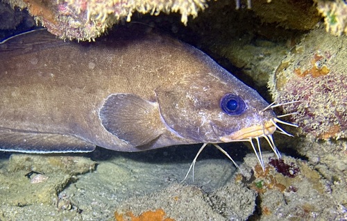 Brotula barbata