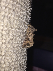 Ctenoplusia furcifera