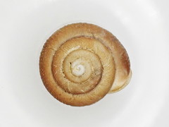 Inflectarius inflectus