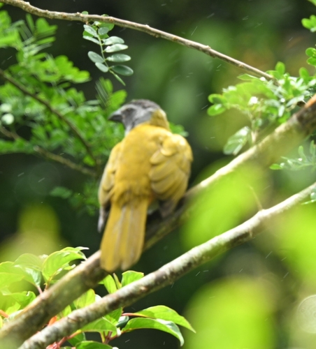 Black-headed Saltator (Saltator atriceps), photo 8