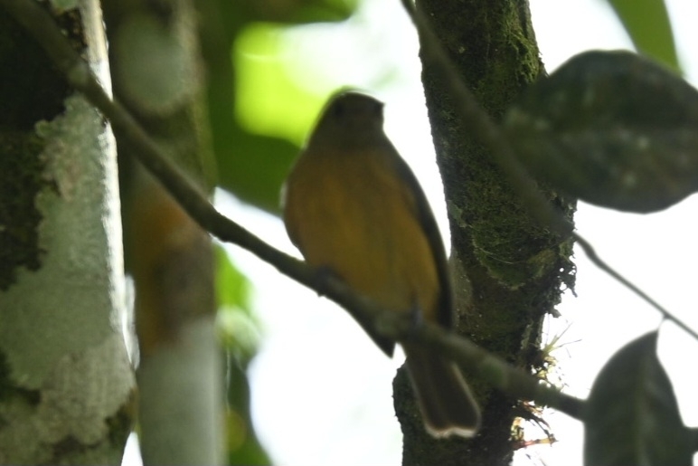 Ochre-bellied Flycatcher (Mionectes oleagineus), photo 3