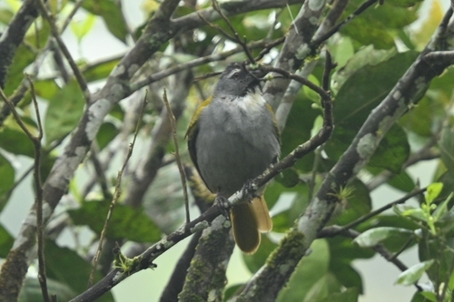 Black-headed Saltator (Saltator atriceps), photo 7