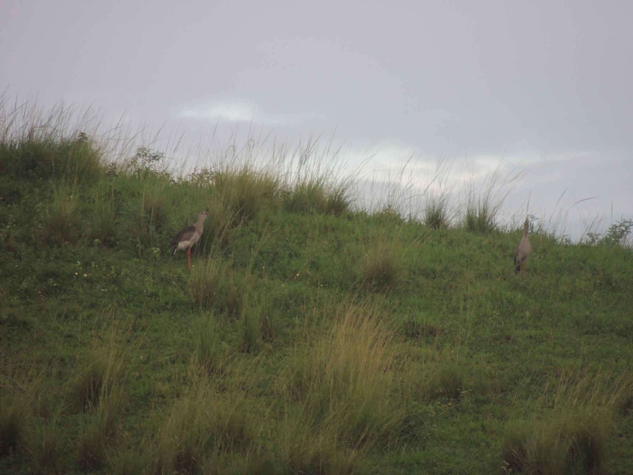 Red-legged Seriema (Cariama cristata), photo 3