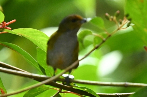 Tawny-capped Euphonia (Euphonia anneae), photo 5