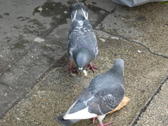 Columba livia domestica