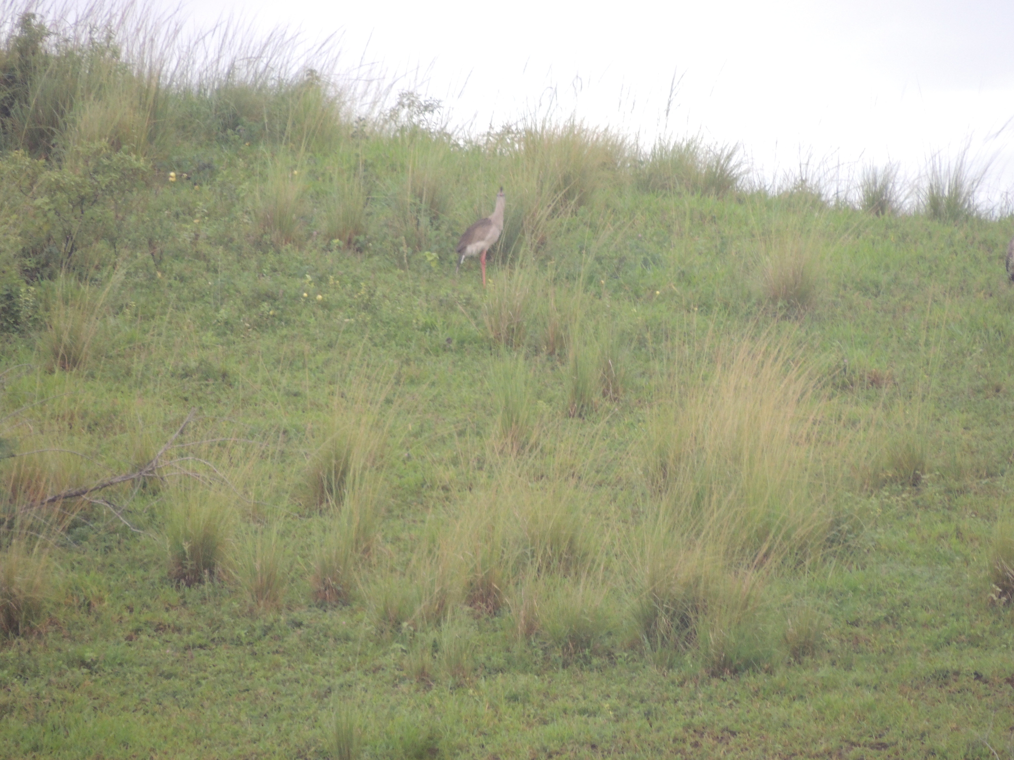 Red-legged Seriema (Cariama cristata), photo 4