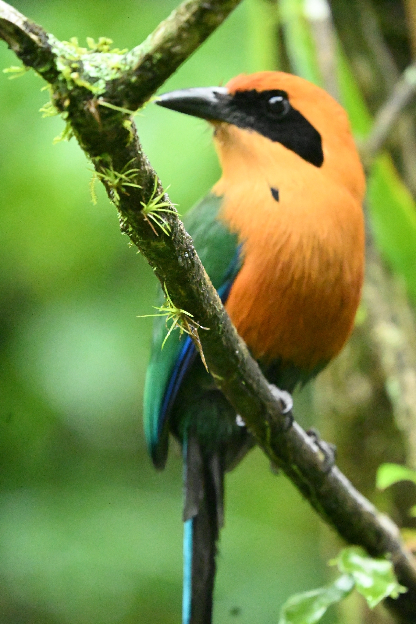 Rufous Motmot (Baryphthengus martii), photo 3