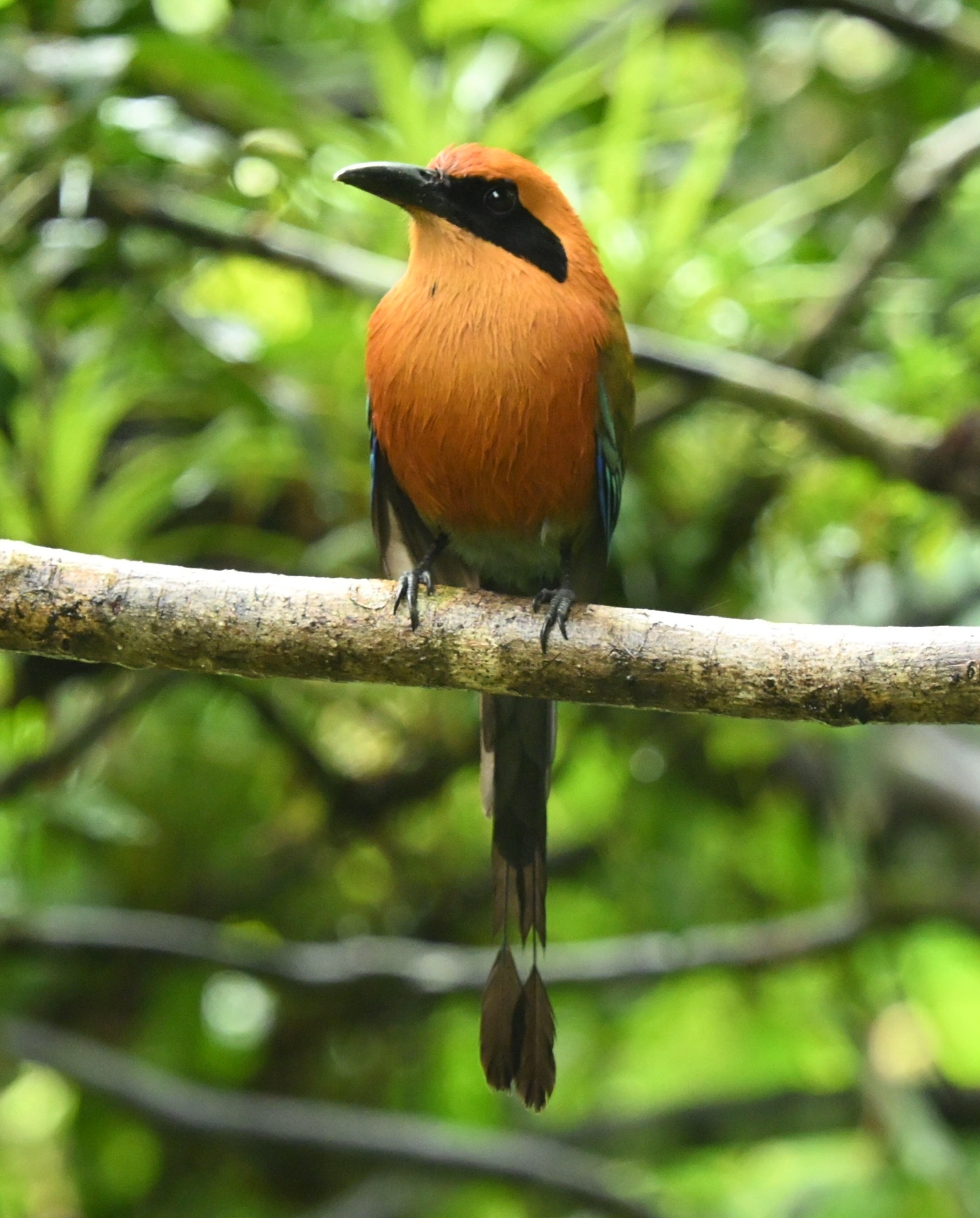 Rufous Motmot (Baryphthengus martii), photo 4