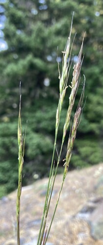 Eriocoma lemmonii, 2025-06-23