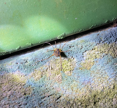 Eucynortula albipunctata