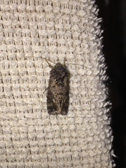 Ctenoplusia furcifera