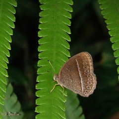 Mycalesis janardana