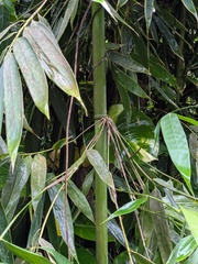 Schizostachyum glaucifolium, photograph (c) Eric Knight, some rights reserved (CC BY)