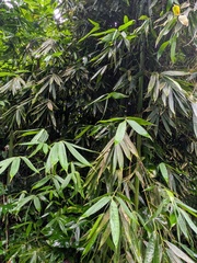 Schizostachyum glaucifolium, photograph (c) Eric Knight, some rights reserved (CC BY)