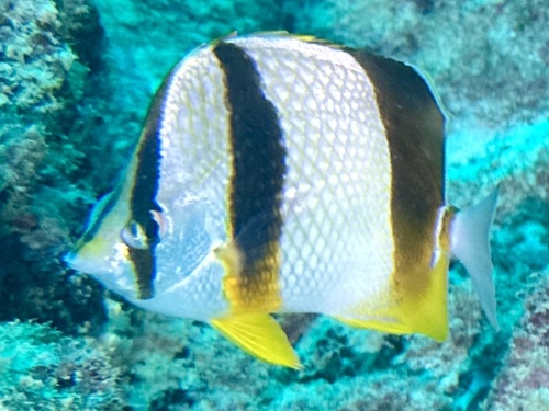 Three-banded butterflyfish (Chaetodon robustus) — Chaetodontidae