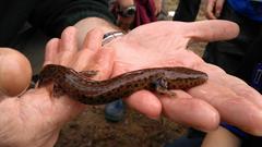 Necturus beyeri