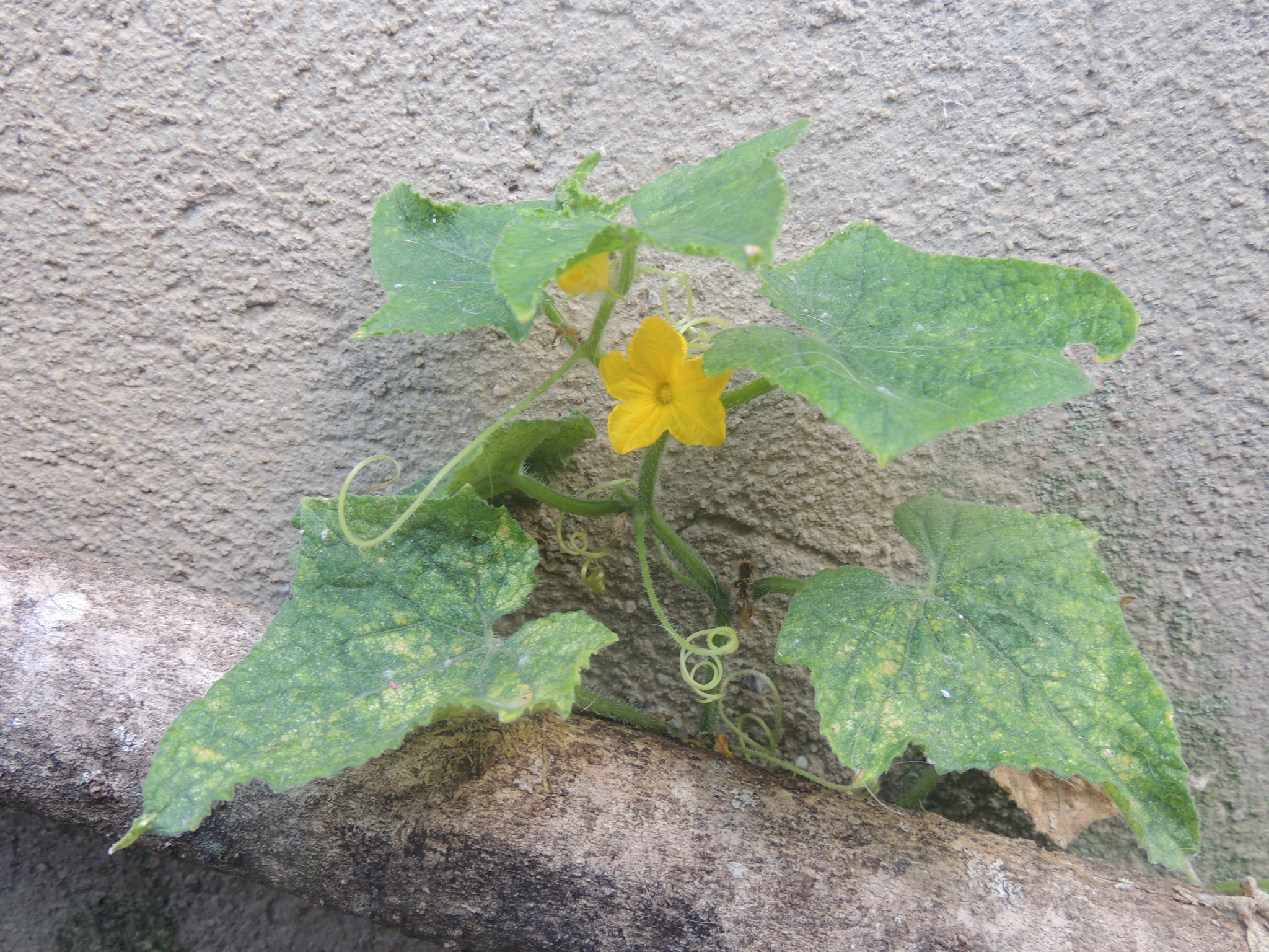 Cucumis sativus