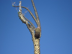 Ferocactus peninsulae