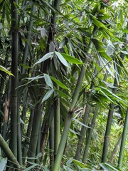 Schizostachyum glaucifolium, photograph (c) Eric Knight, some rights reserved (CC BY)