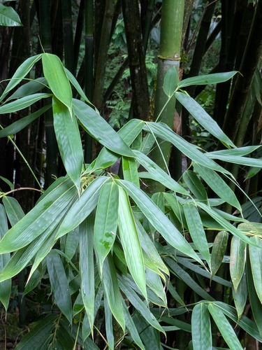 Polynesian ʻohe (Schizostachyum glaucifolium)