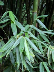 Polynesian ʻohe (Schizostachyum glaucifolium)