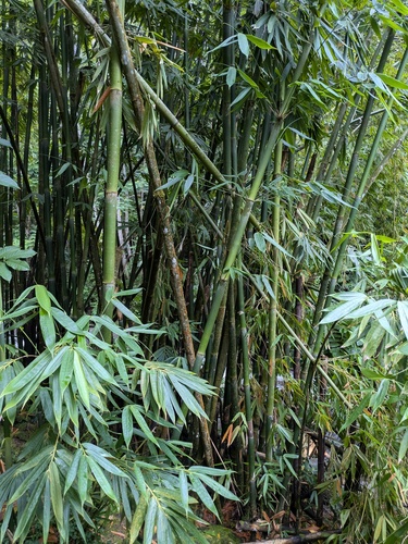Schizostachyum glaucifolium, photograph 2