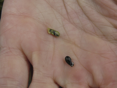 Diosma oppositifolia