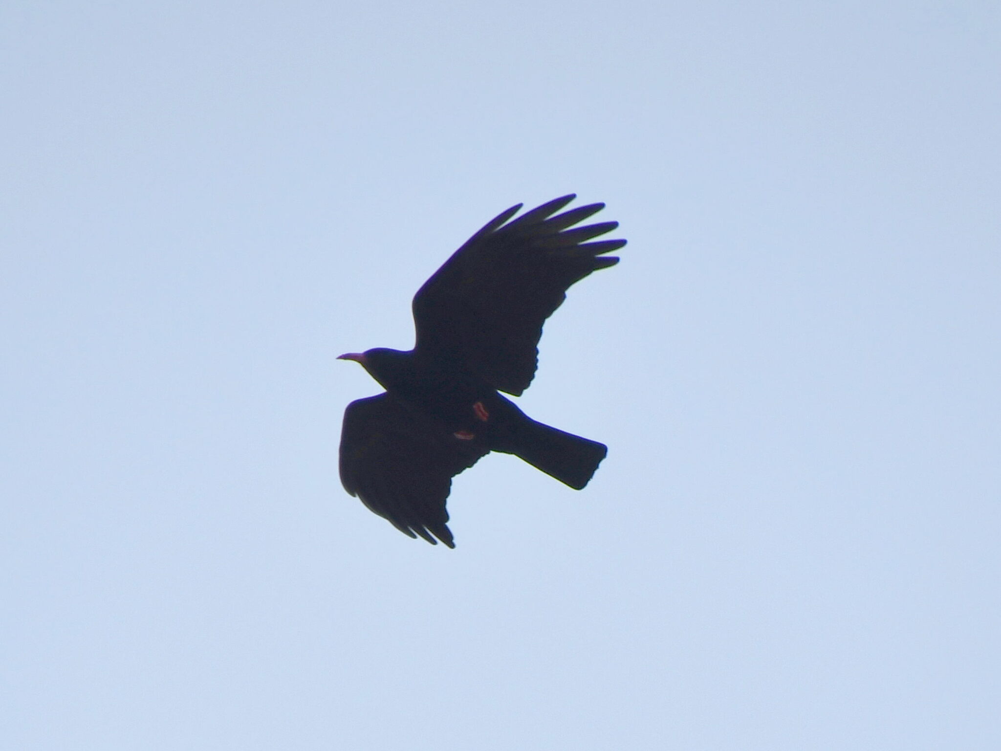 Red-billed Chough (Pyrrhocorax pyrrhocorax), photo 3