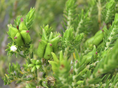 Diosma oppositifolia