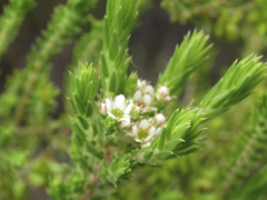 Diosma oppositifolia