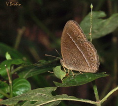 Mycalesis janardana